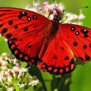 Hi I’m Bri looking to buy my ISO